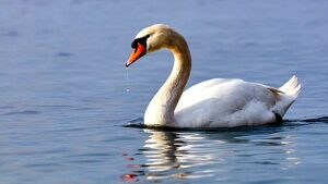 Le Cygne