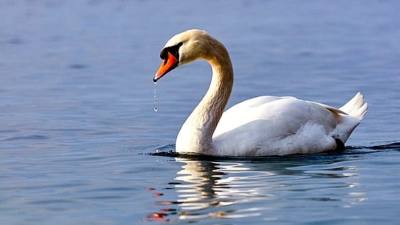 Le Cygne