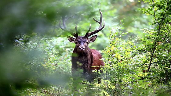 Poème d&rsquo;Anatole France
