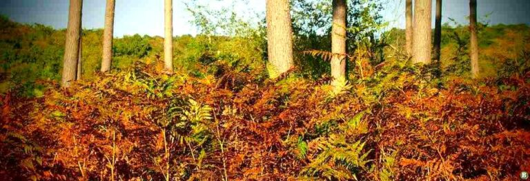 Poème de Cécile Sauvage