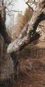 Petit Guide de Compiègne en sa Forêt Le Château de Pierrefonds Photo de Jean-Pierre Gilson